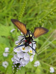 Eriphioides ustulata