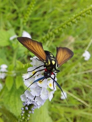 Eriphioides ustulata