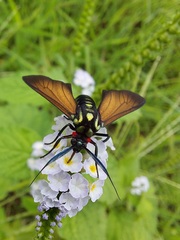 Eriphioides ustulata