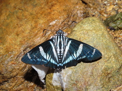 Jemadia