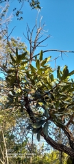 Vochysia thyrsoidea