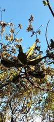 Vochysia thyrsoidea