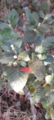 Cordiera sessilis