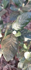 Cordiera sessilis