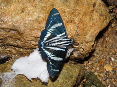 Jemadia