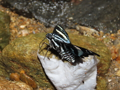 Jemadia