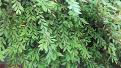 Phyllanthus myrtifolius