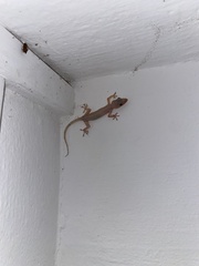 Hemidactylus mabouia