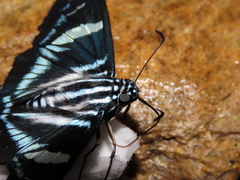 Jemadia