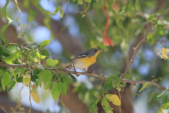 Setophaga pitiayumi insularis
