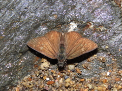 Dalla ibhara