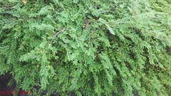Phyllanthus myrtifolius