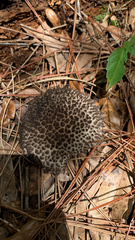 Strobilomyces strobilaceus image