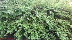 Phyllanthus myrtifolius