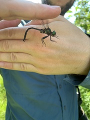 Somatochlora tenebrosa