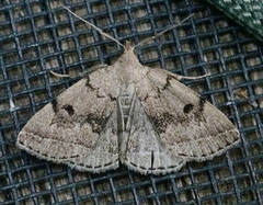 Zanclognatha dentata