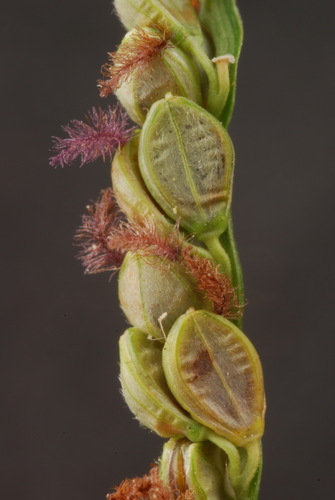 Paspalum plicatulum