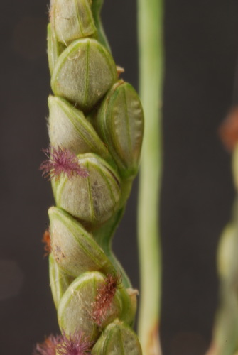 Paspalum plicatulum