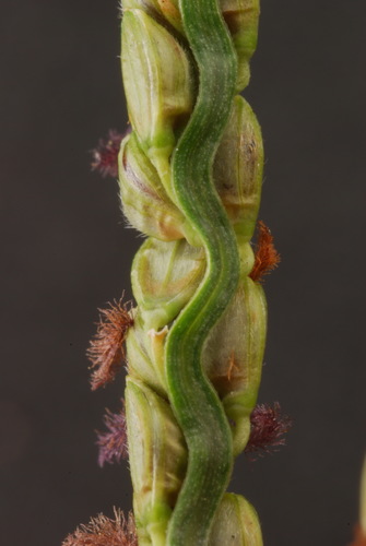 Paspalum plicatulum