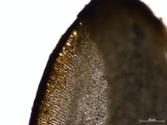 Hedophyllum nigripes