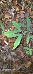 Dicranopteris flexuosa