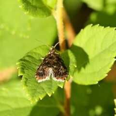 Olethreutes astrologana