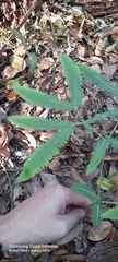 Dicranopteris flexuosa