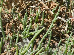 Heterostylum robustum