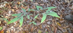 Dicranopteris flexuosa