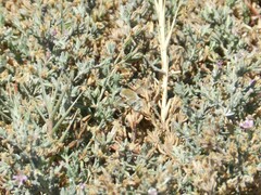 Heterostylum robustum