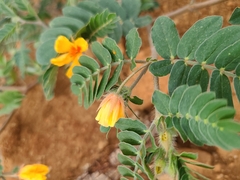 Kallstroemia grandiflora