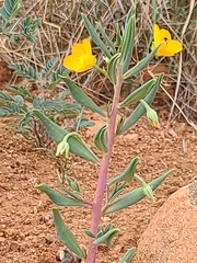 Talinum aurantiacum