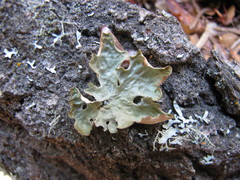 Lobaria pulmonaria