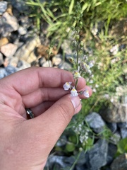 Linaria repens