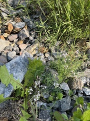 Linaria repens