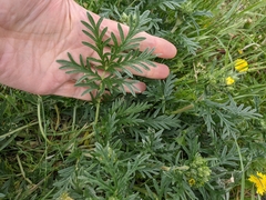 Potentilla bipinnatifida