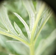Potentilla bipinnatifida