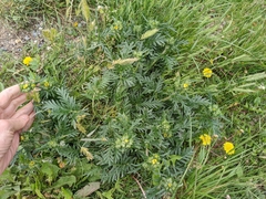 Potentilla bipinnatifida
