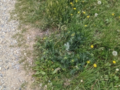 Potentilla bipinnatifida