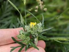 Potentilla bipinnatifida