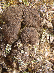 Fuscopannaria praetermissa