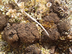 Fuscopannaria praetermissa