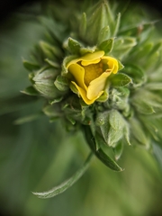 Potentilla bipinnatifida