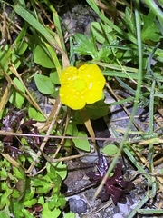 Ranunculus formosa-montanus