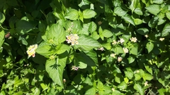 Lantana camara