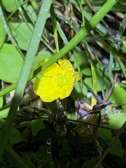 Ranunculus formosa-montanus