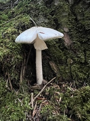 Amanita aestivalis