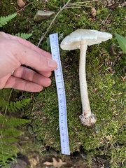Amanita aestivalis