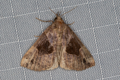 Hypena manalis
