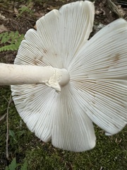 Amanita aestivalis